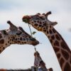 Wechsel an der Spitze: Petra Rödler wird neue Zoodirektorin in Kaiserslautern